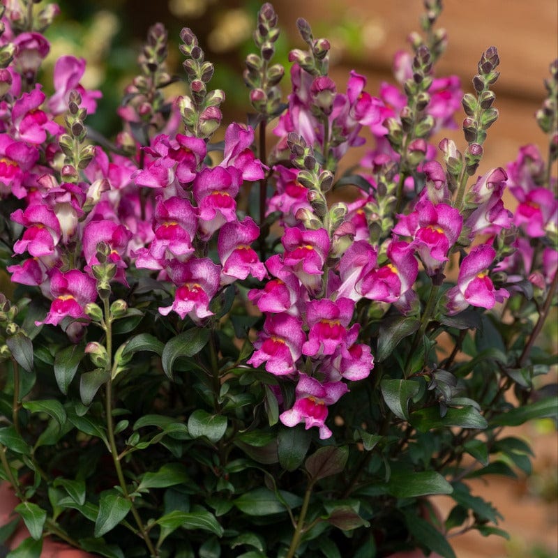 Antirrhinum Snap in Black Collection 15 Young Plants - Image 2