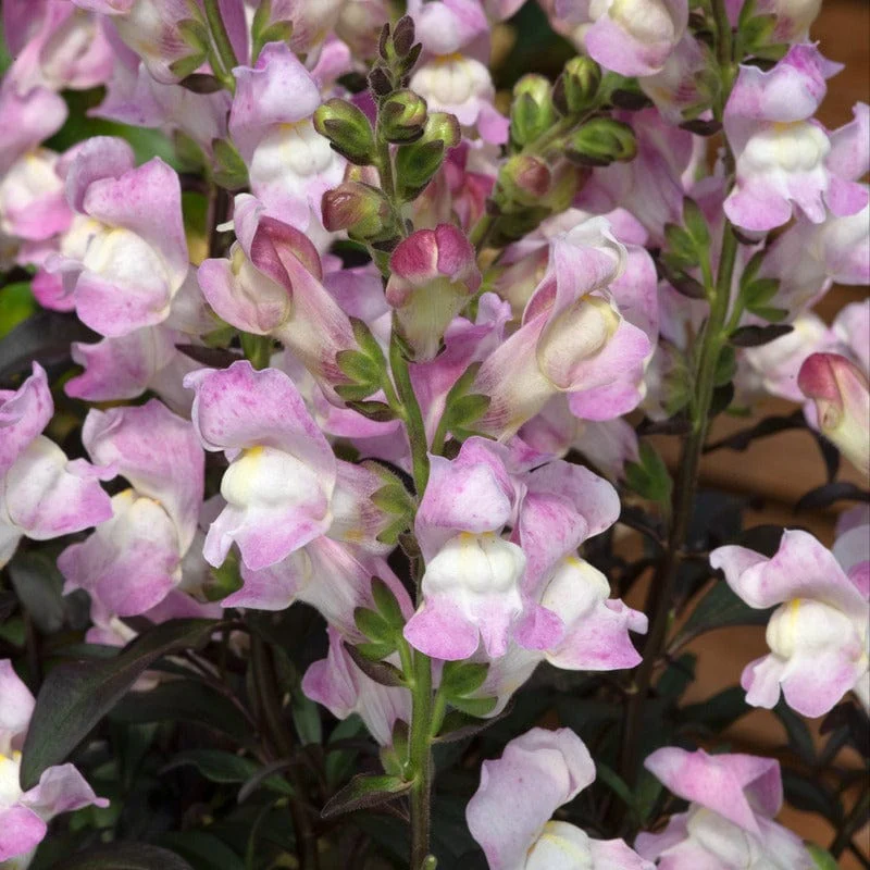 Antirrhinum Snap in Black Collection 15 Young Plants - Image 3