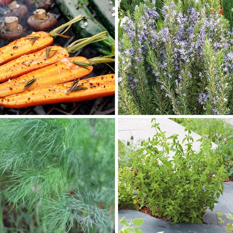 Barbeque Herb Plant Collection
