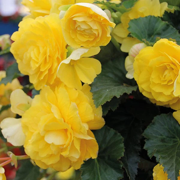 Begonia Illumination Lemon F1 Flower Plants