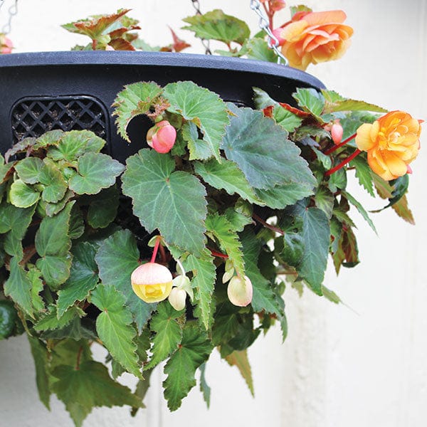 Begonia Illumination Scarlet F1 Flower Plants - Image 2