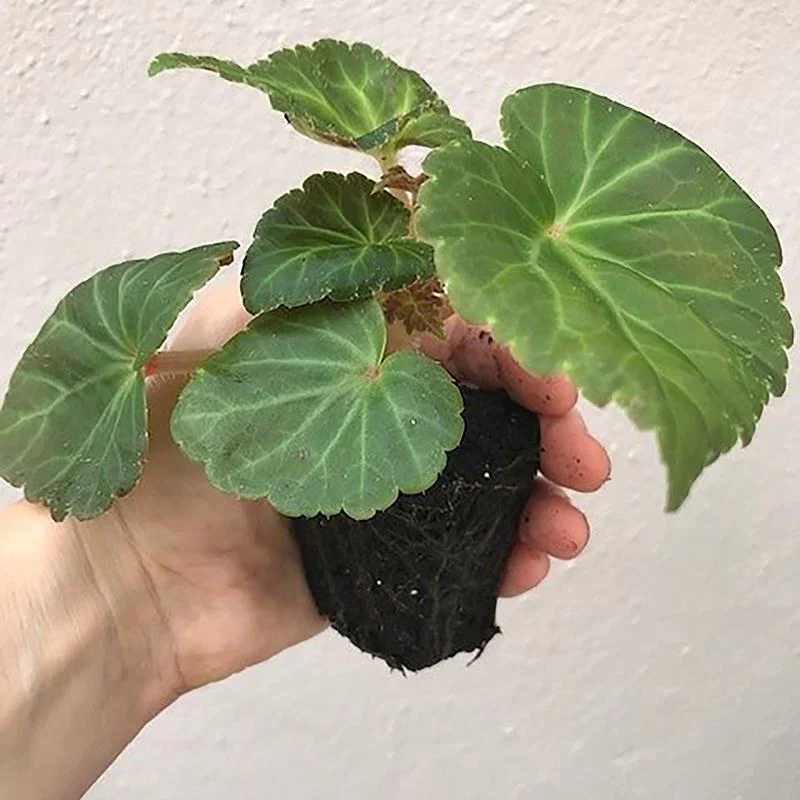 Begonia Illumination White F1 Flower Plants - Image 5