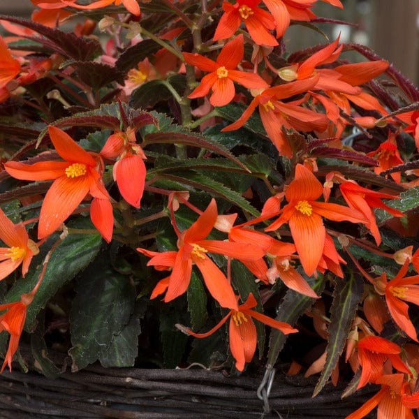 Begonia Starshine Bronze Papaya - Image 6