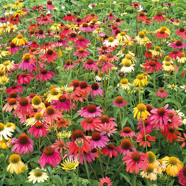 Best Selling Perennial Flower Plants Collection - Image 2