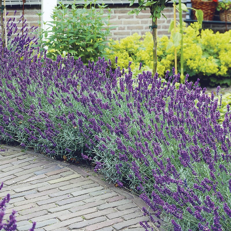 Best Selling Perennial Flower Plants Collection - Image 4