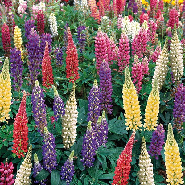 Best Selling Perennial Flower Plants Collection - Image 5