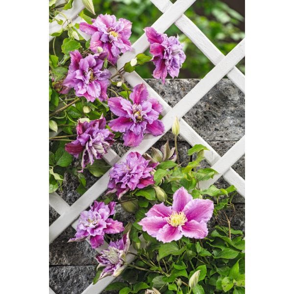 Clematis Double Flower Plants Collection - Image 3