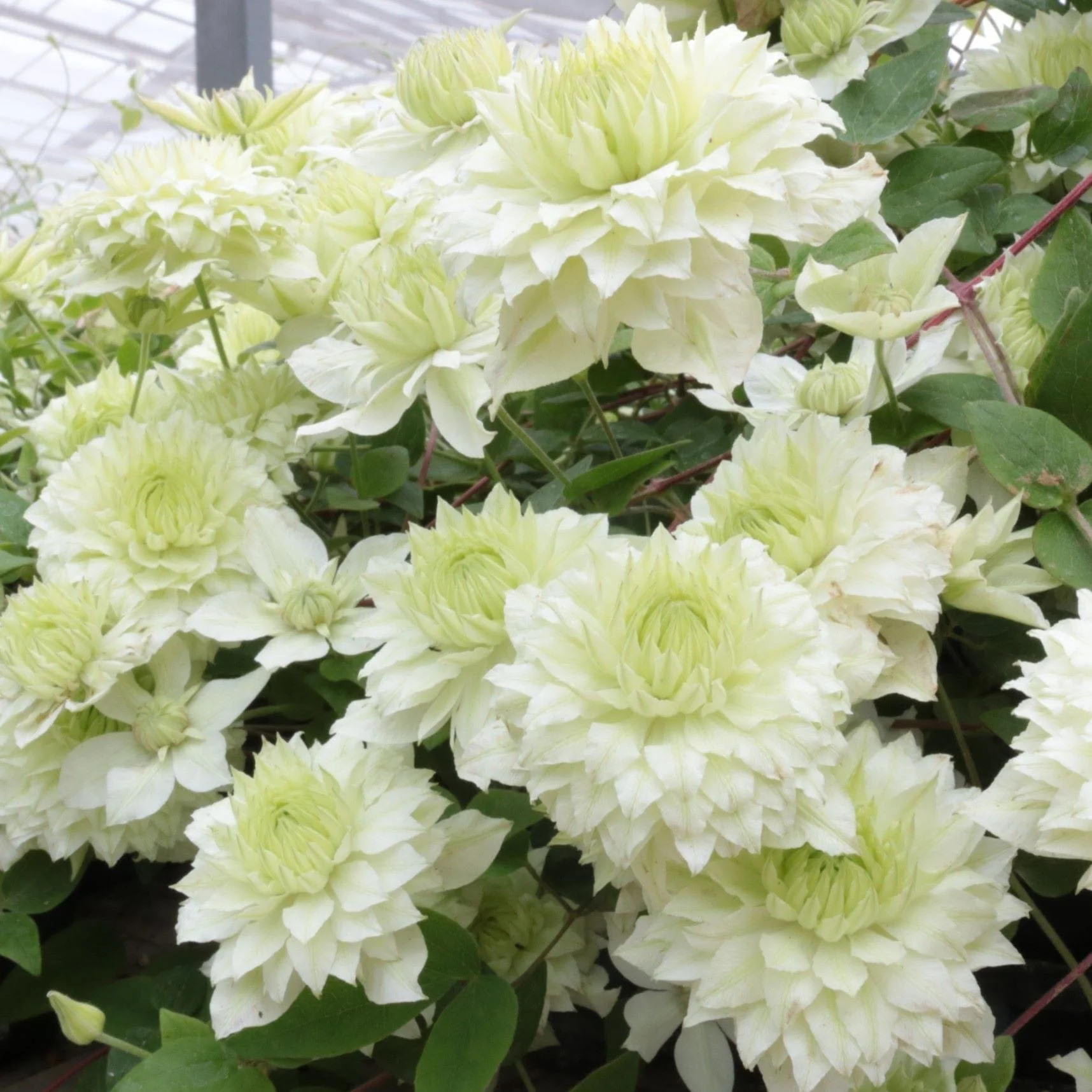 Clematis Double Flower Plants Collection - Image 4