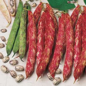 Climbing French Bean Borlotto Vegetable Plants