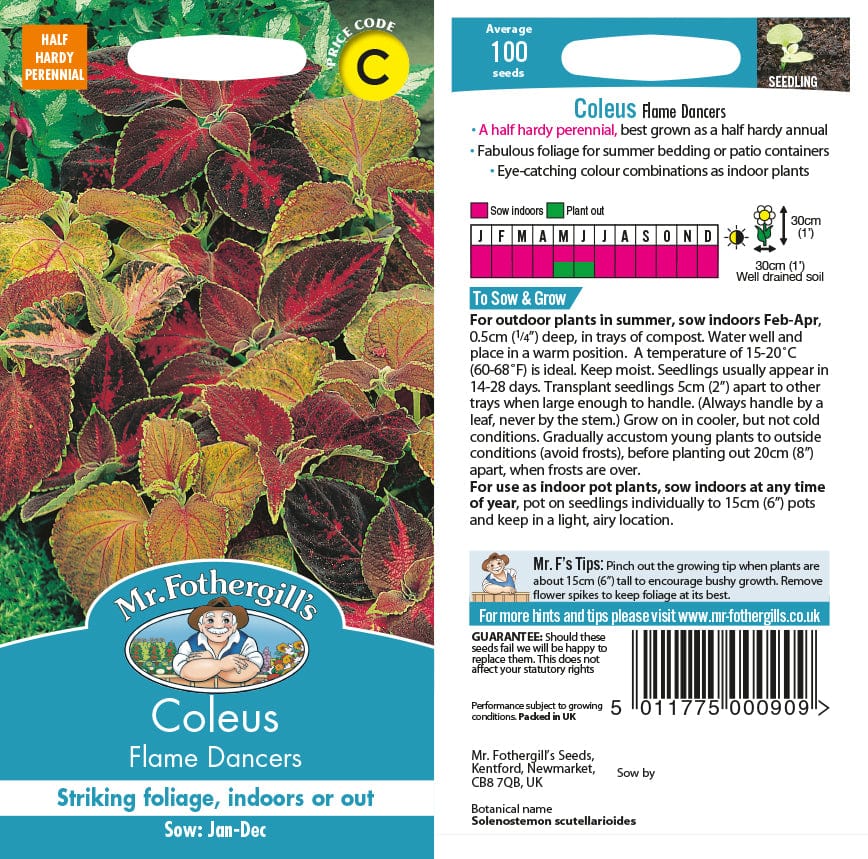 Coleus Flame Dancers Seeds - Image 2