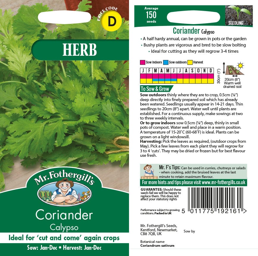 Coriander Calypso Seeds - Image 2