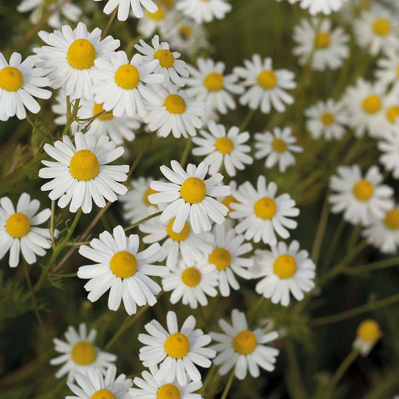 Nature's Helpers Corn Chamomile Wildflower Seeds - Image 3