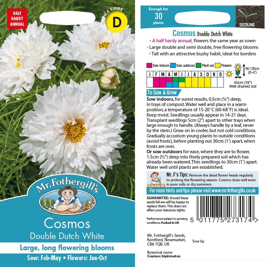 Cosmos Double Dutch White - Image 2