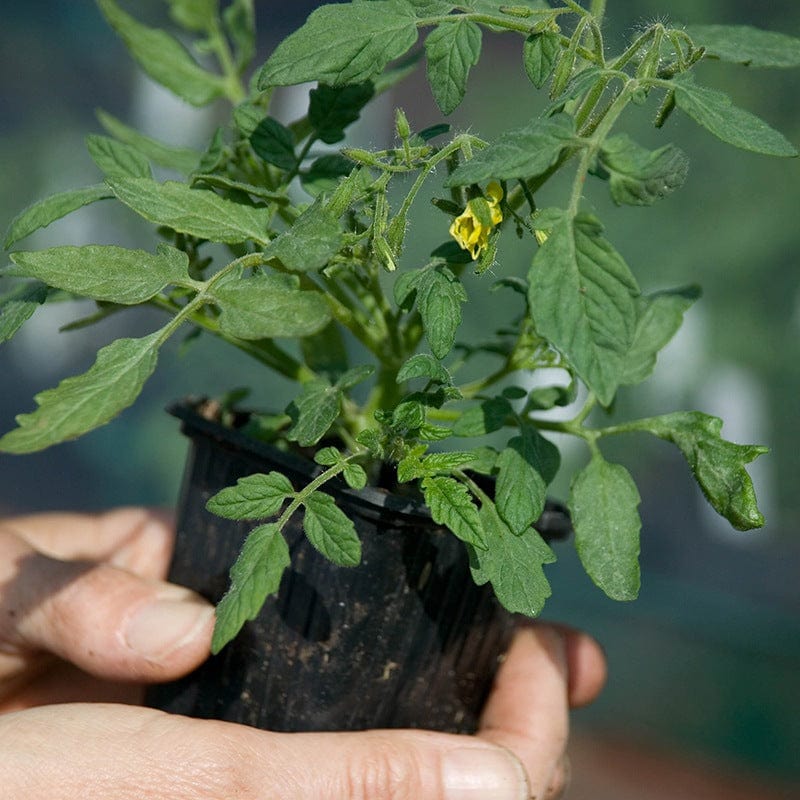 Courgette Atena Polka F1 Veg Plants - Image 2