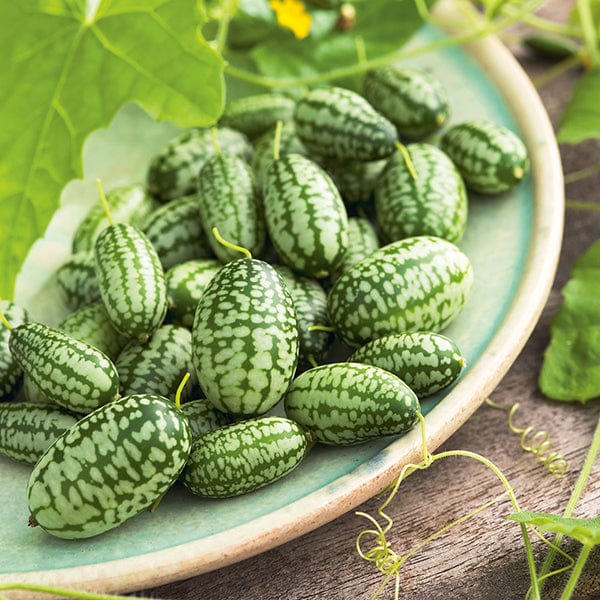 Cucamelon Mexican Gherkin Plants
