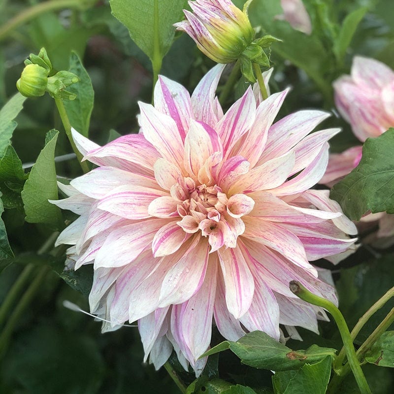 Dahlia Cafe au Lait Twist Flower Plant