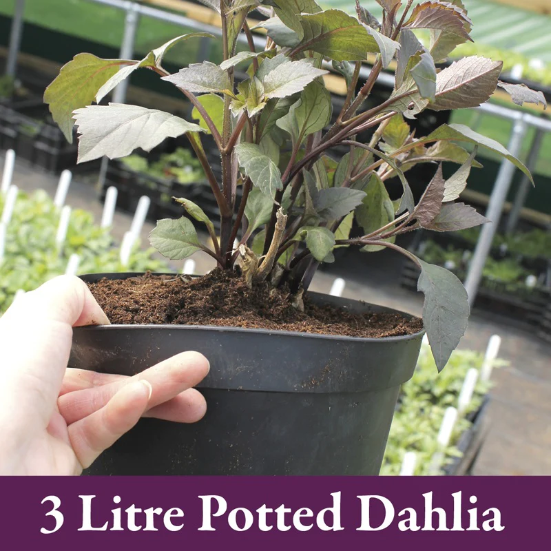 Dahlia Karma Fiesta Flower Plant - Image 3
