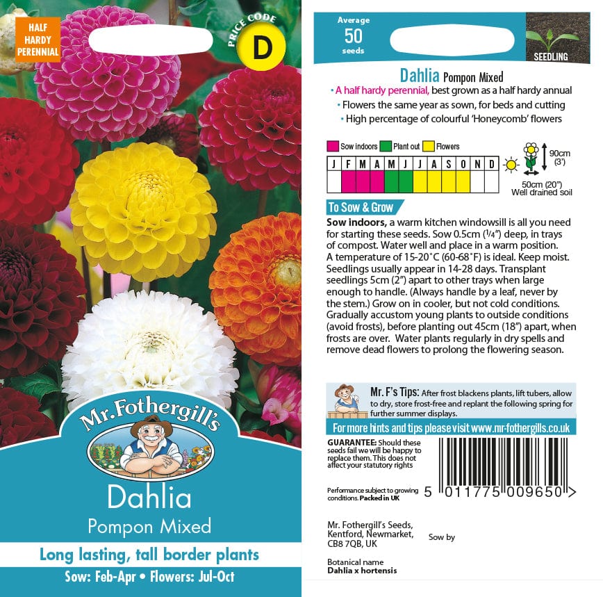 Dahlia Pompon Mixed Seeds - Image 2