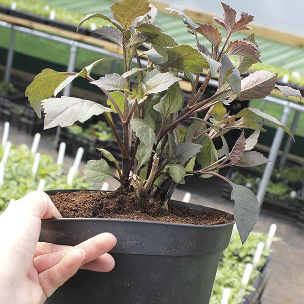 Dahlia Salmon Runner 3ltr Potted Flower Plant - Image 2