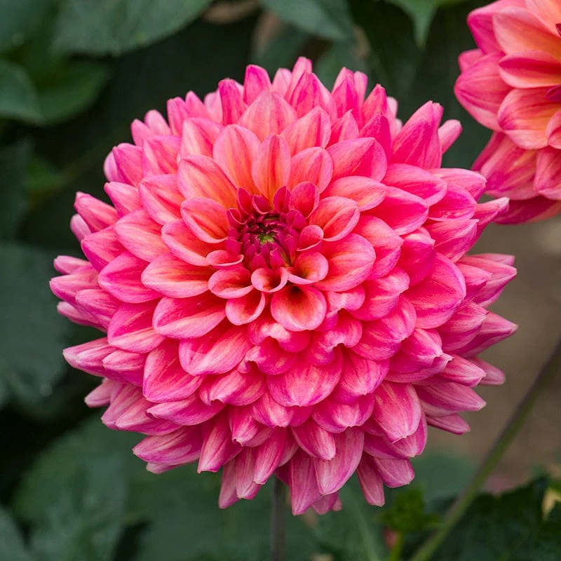 Dahlia Salmon Runner Tubers