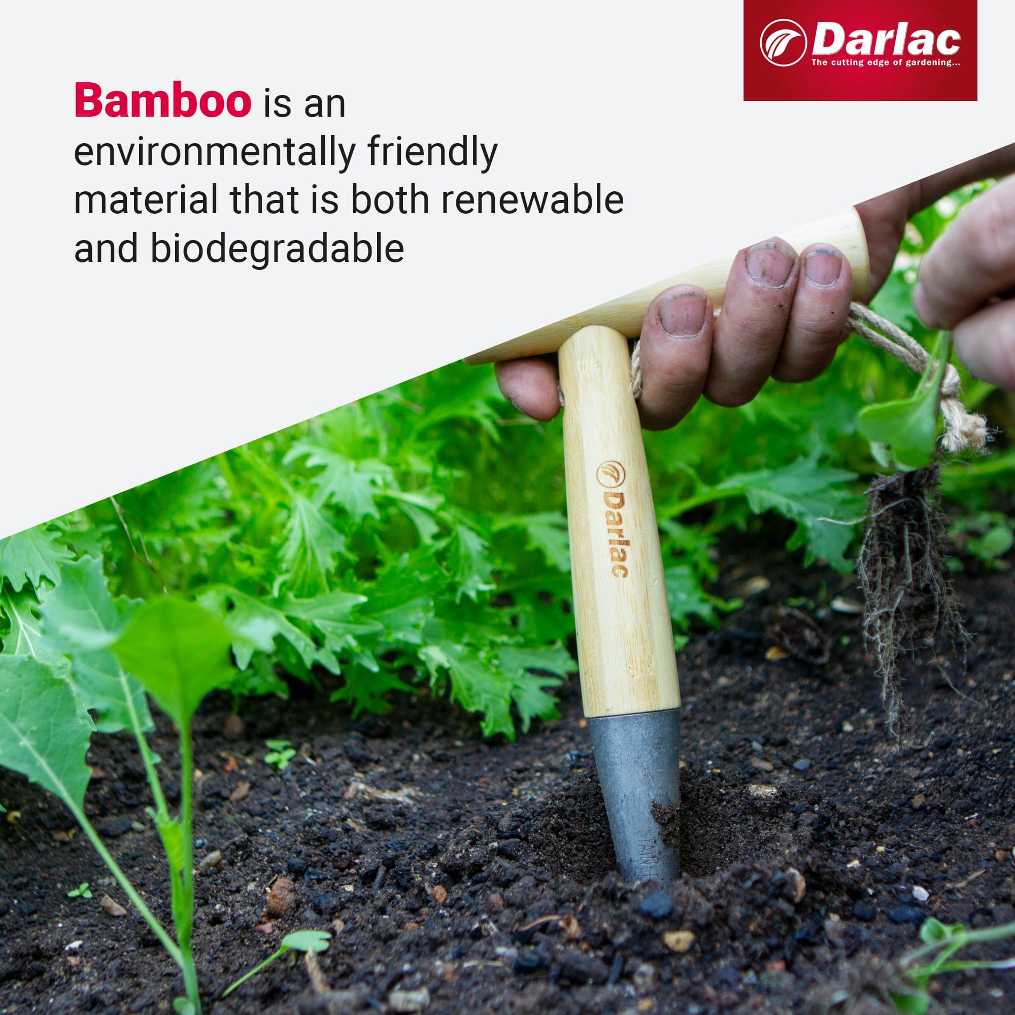 Darlac Bamboo Dibber - Image 4