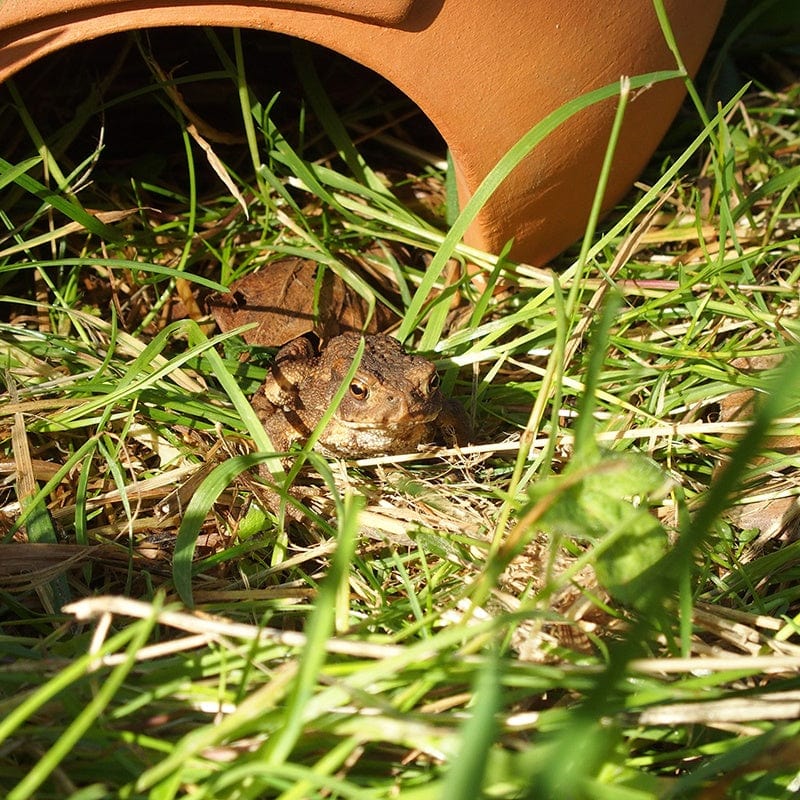 Frogilo Frog & Toad Home - Image 2