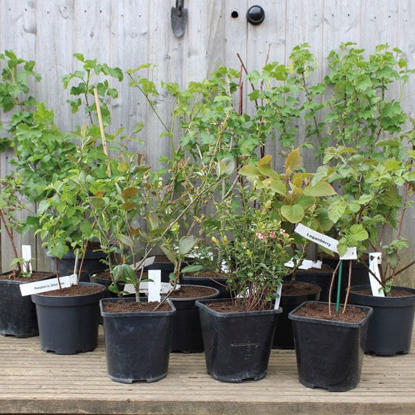 Gooseberry Hinnonmaki Red Fruit Plants - Image 2