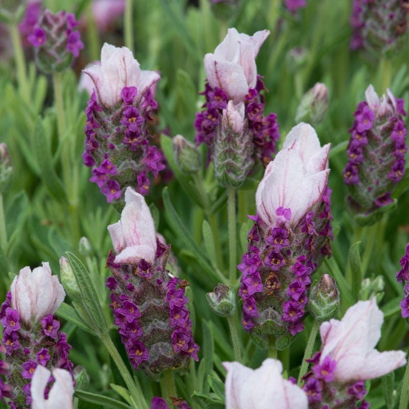 Lavendula Stoechas (French) Pink - Image 4