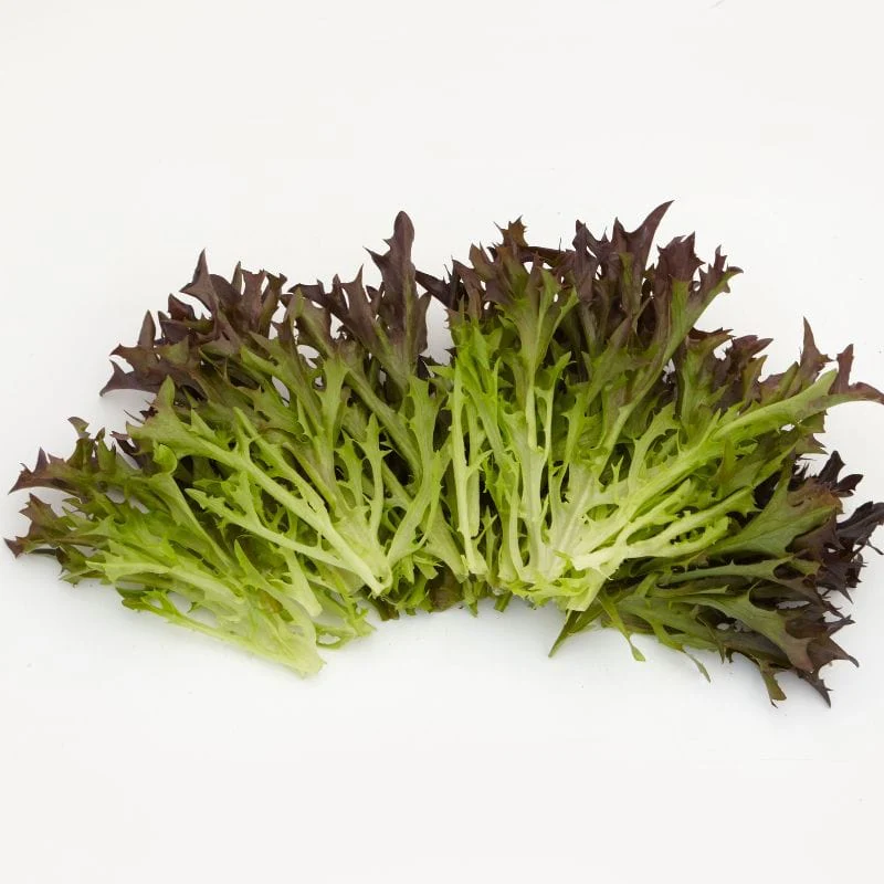 Lettuce Classico - Image 2
