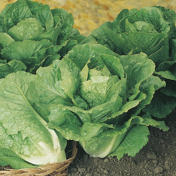 Lettuce Winter Density