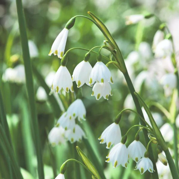 Leucojum Aestivum Gravetye Giant Flower Bulbs - Image 2