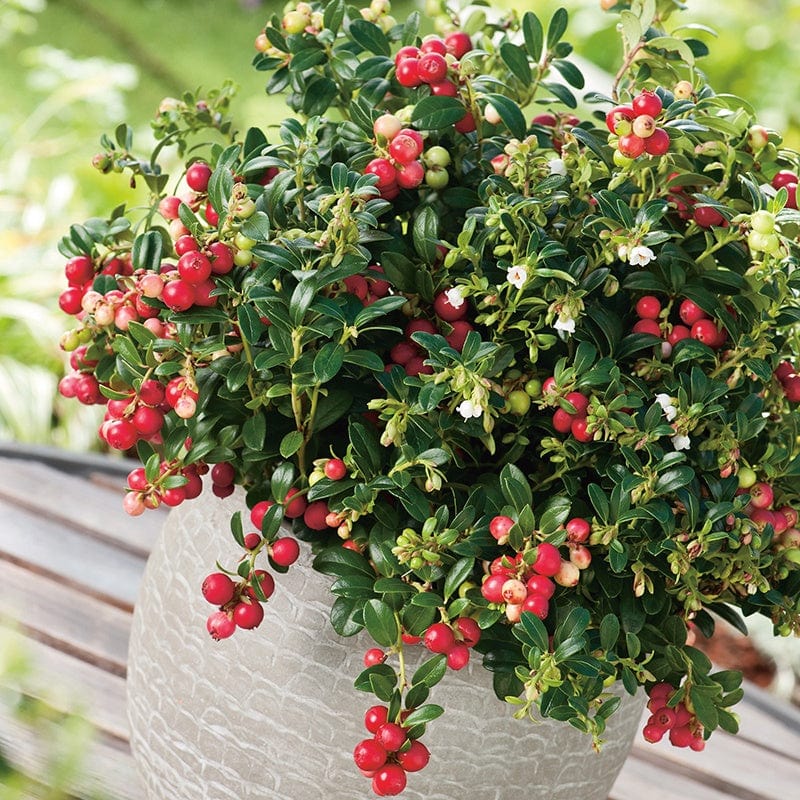 Lingonberry Fruit Plant - Image 2