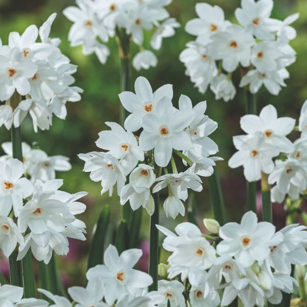 Narcissi Paperwhite Ziva Flower Bulbs - Image 2