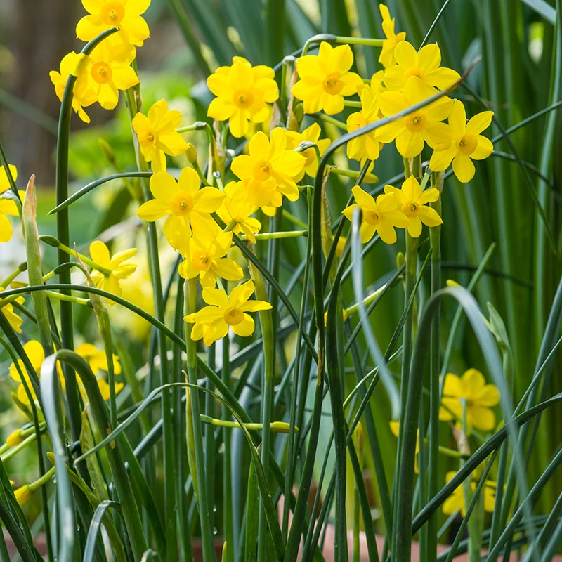 Narcissus Baby Moon (Jonquilla) Bulbs - Image 3