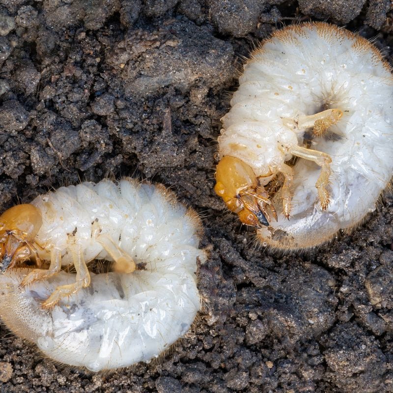 NemaKnights Nematodes All Purpose Biological Chafer Grub and Vine Weevil Control - Image 3