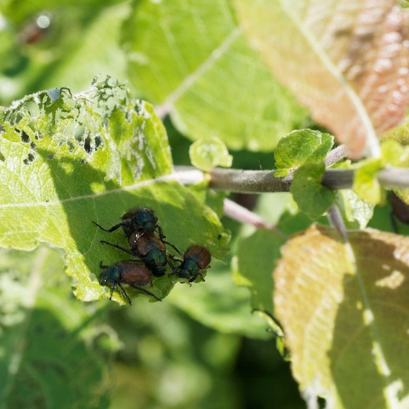 NemaKnights Nematodes All Purpose Biological Chafer Grub and Vine Weevil Control - Image 4
