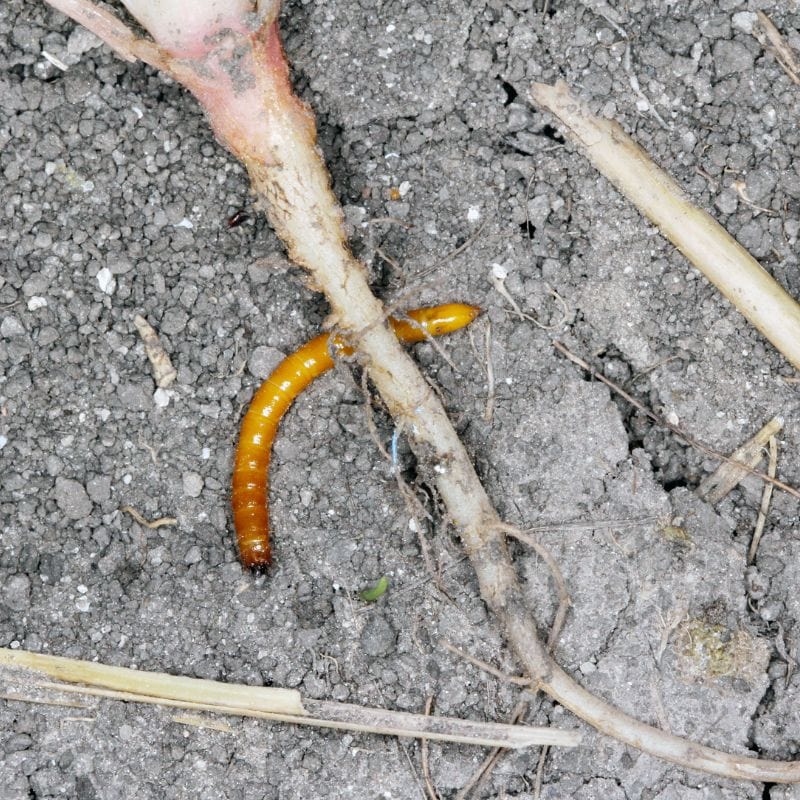 NemaKnights Nematodes All Purpose Biological Chafer Grub and Vine Weevil Control - Image 5