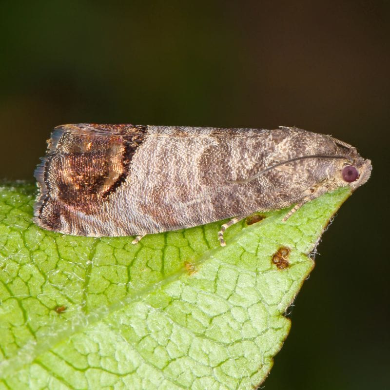 NemaKnights Nematodes All Purpose Biological Chafer Grub and Vine Weevil Control - Image 6
