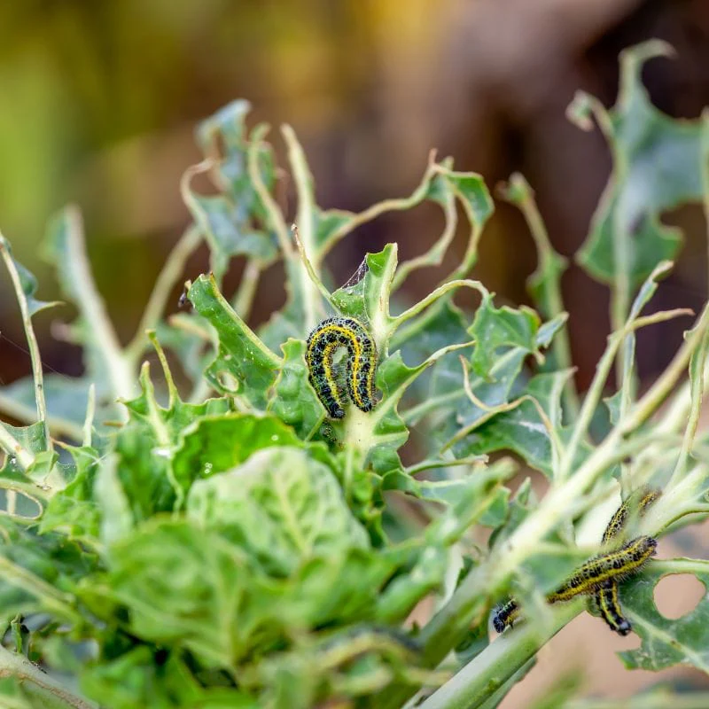 NemaKnights Nematodes All Purpose Biological Chafer Grub and Vine Weevil Control - Image 7