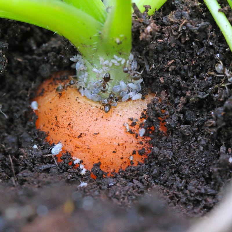 NemaKnights Nematodes All Purpose Biological Chafer Grub and Vine Weevil Control - Image 8