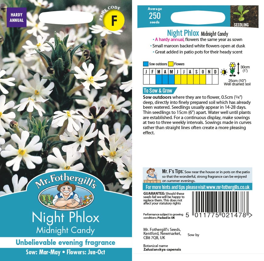 Night Phlox Midnight Candy - Image 2