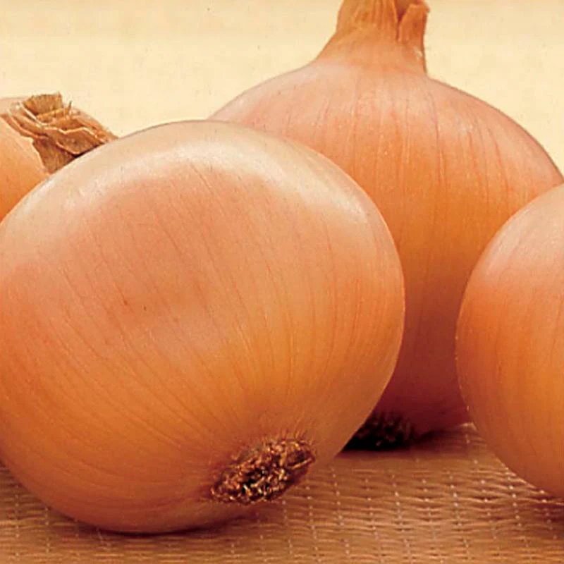 Onion Setton Sets