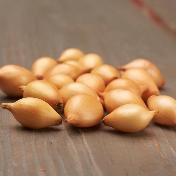 Onion Setton Sets - Image 2