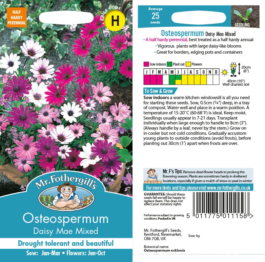 Osteospermum Daisy Mae Mixed Seeds - Image 2
