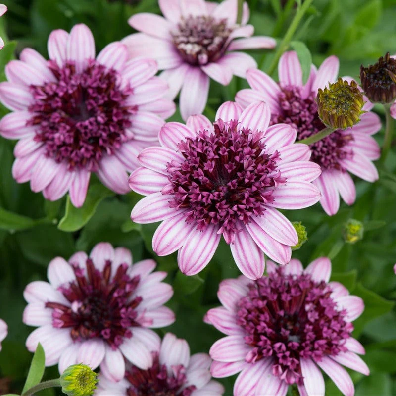 Osteospermum Double Berry White - Image 3