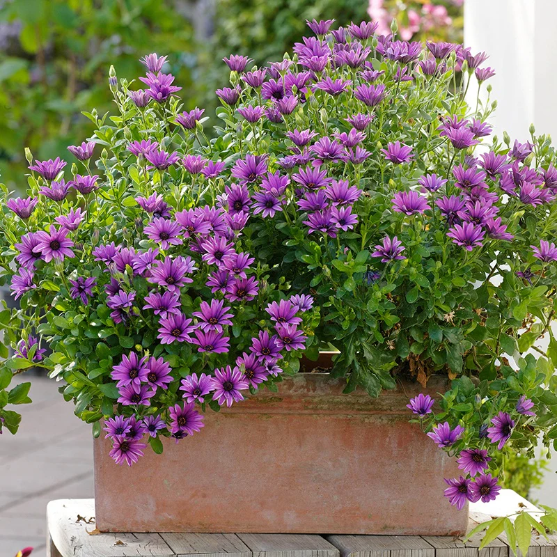 Osteospermum Serenity Dark Purple Flower Plants