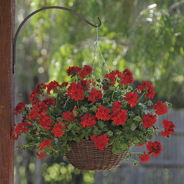Pelargonium Sunflair Ruben Dark Red Flower Plants