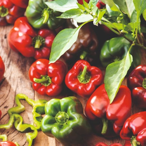 Pepper Jericho F1 Grafted Plants