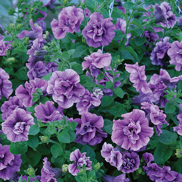 Petunia Tumbelina Priscilla (Lilac Blue)