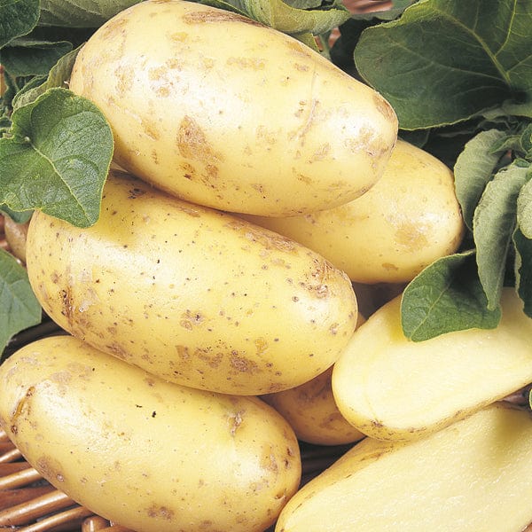 Potato Charlotte (Second Early Seed Potato) AGM - Image 2